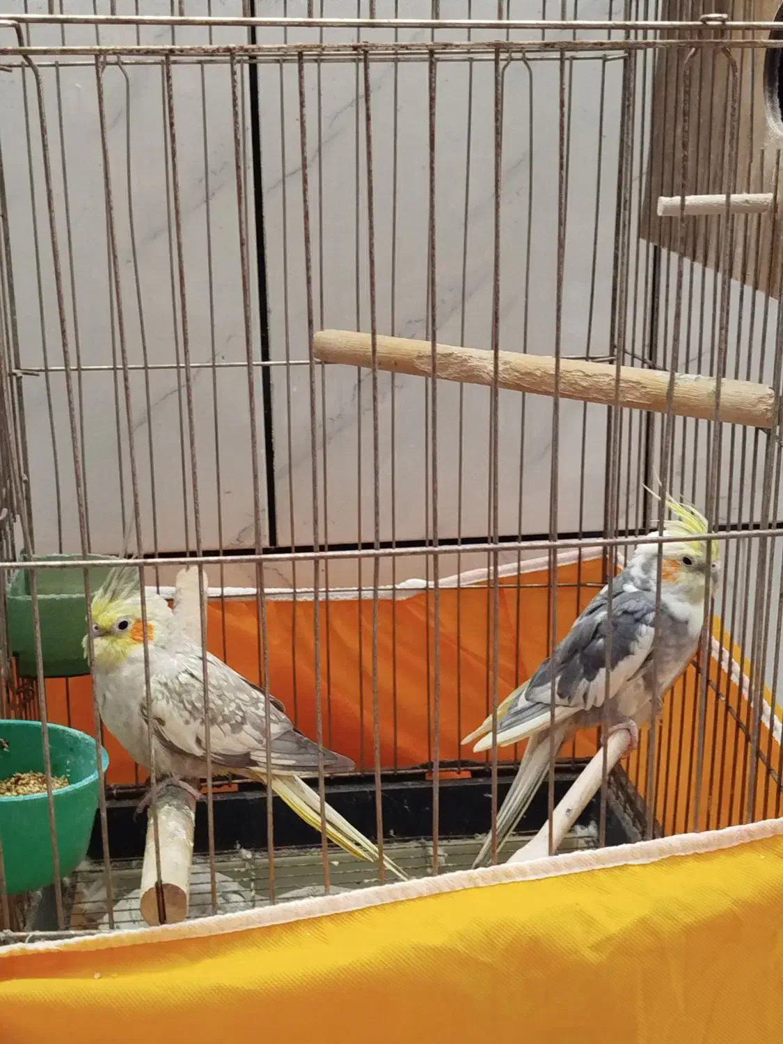 مولد عروس هلندی|پرنده|خمینیشهر, |دیوار