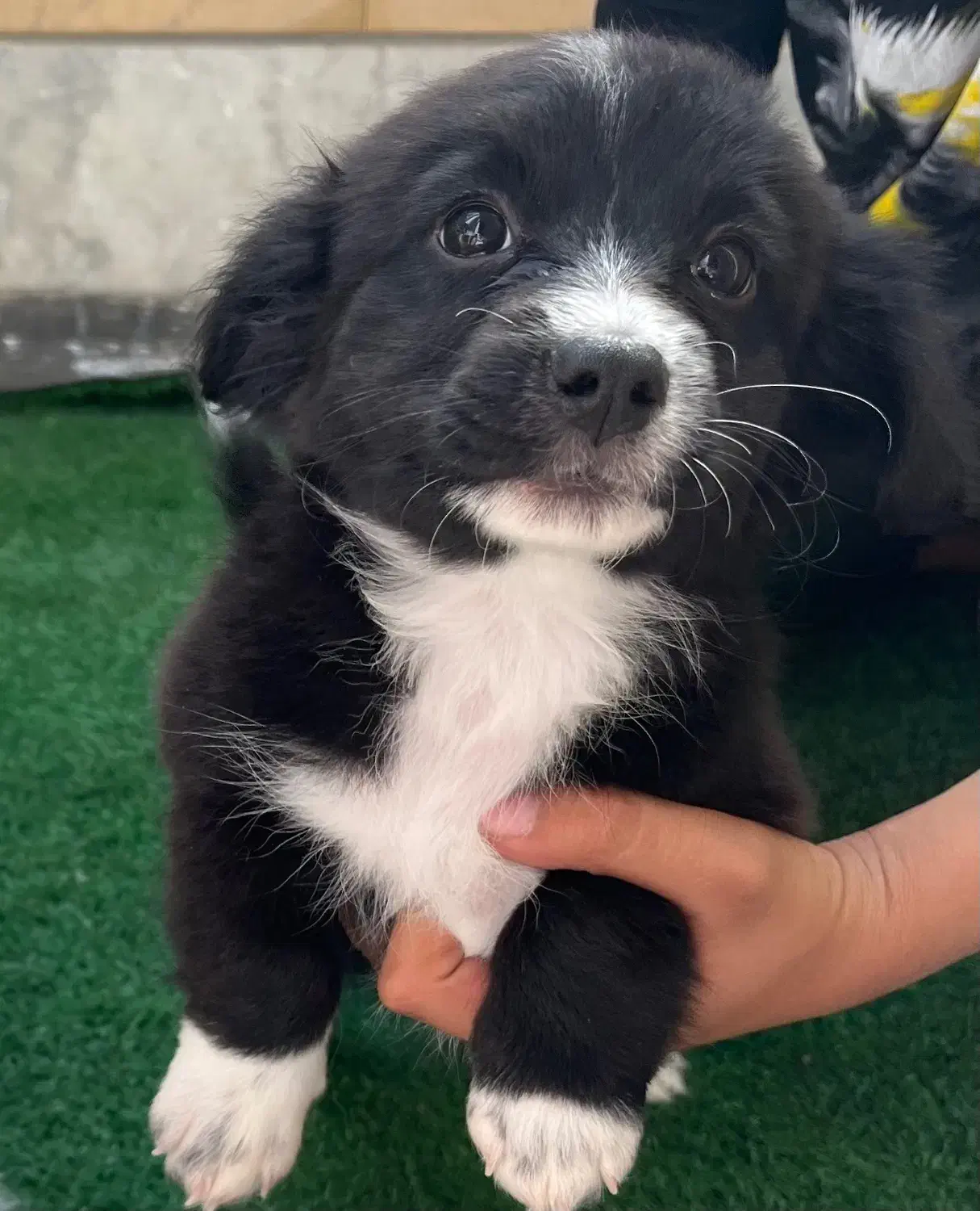 فروش توله ۳ماهه|سگ|نجفآباد, امام خمینی|دیوار