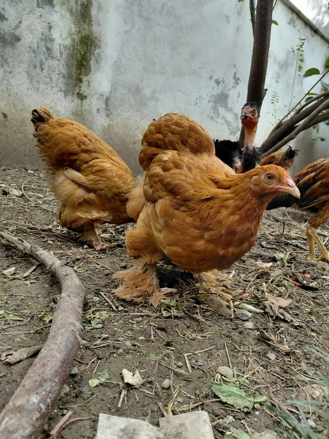 فروش ویژه جوجه فریزل و برهما وارداتی|حیوانات مزرعه|تهران, فلسطین (میدان انقلاب)|دیوار