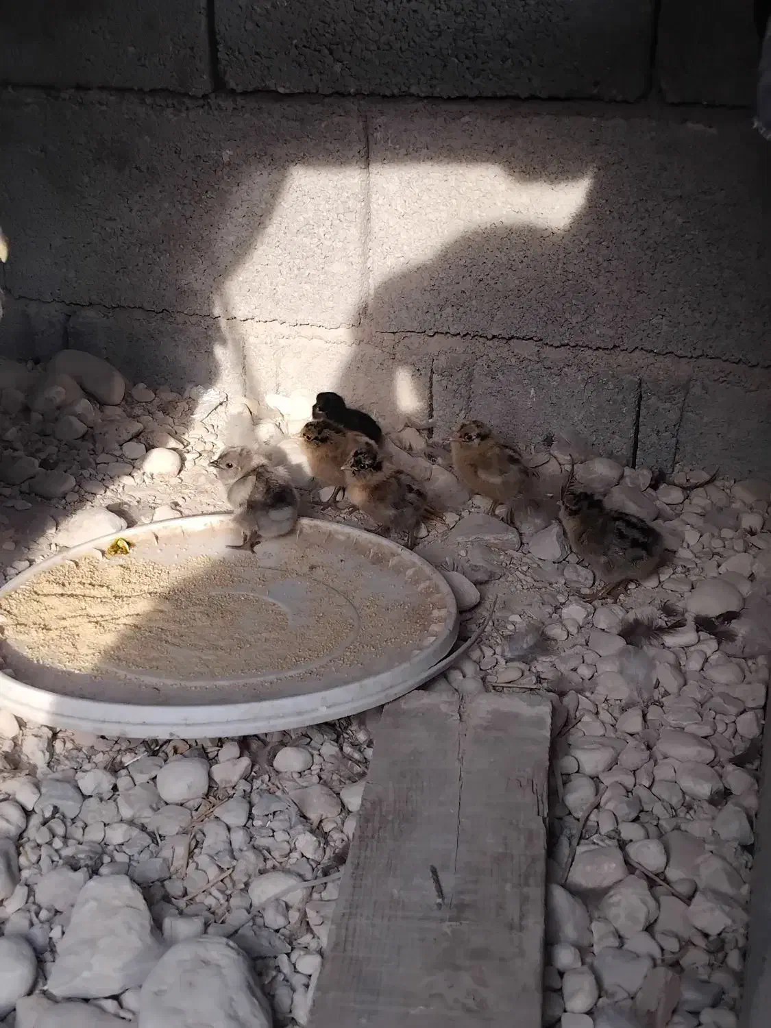 مرغ باجوجه|حیوانات مزرعه|آبدان, |دیوار