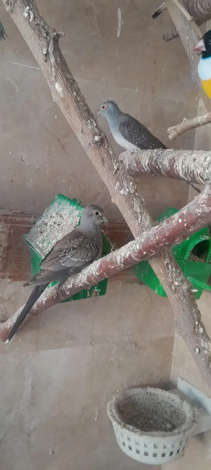 کبوتر الماسی یا چینی|پرنده|مشکین‌دشت, |دیوار