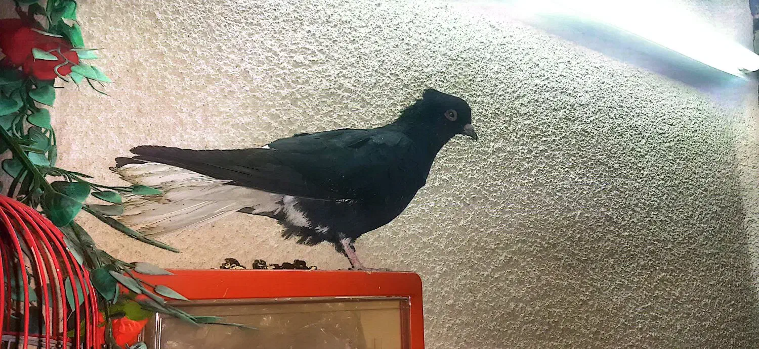 کفتر زیل دم سفید|پرنده|محمدیه-قزوین, |دیوار