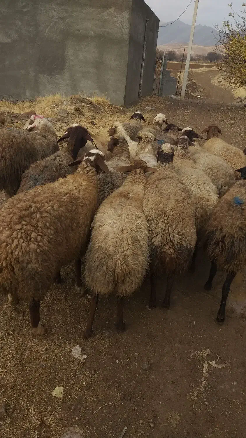 تعداد۱۹راس میش ابستن ،مالچه ،برای داشت|حیوانات مزرعه|سنندج, |دیوار