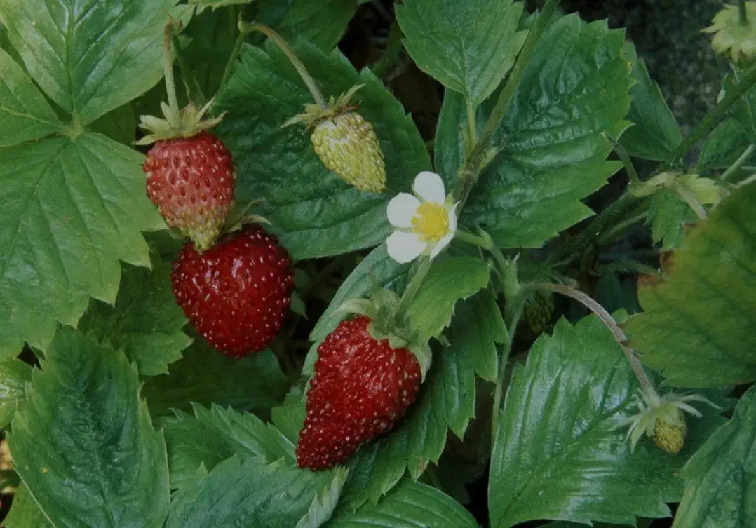 بوته توت فرنگی|گل و گیاه طبیعی|سیوان, |دیوار