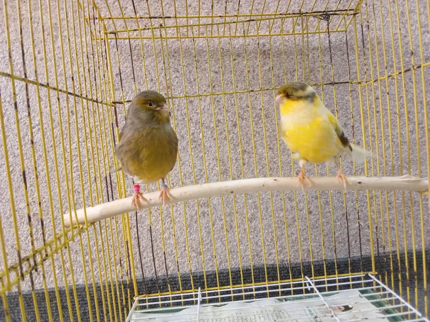 تعدادی قناری|پرنده|رودسر, |دیوار