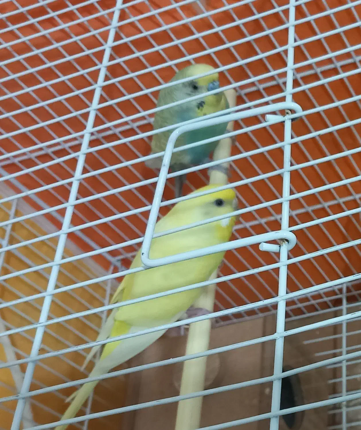 مرغ عشق|پرنده|بیرجند, |دیوار