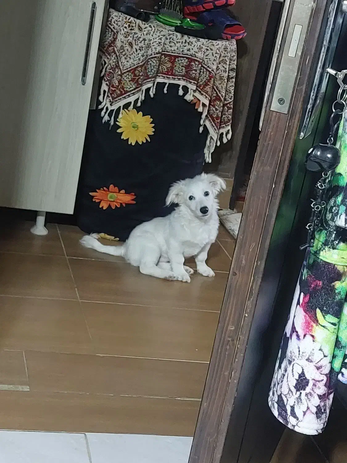 سگ اشپیتز|سگ|اصفهان, بهارستان|دیوار