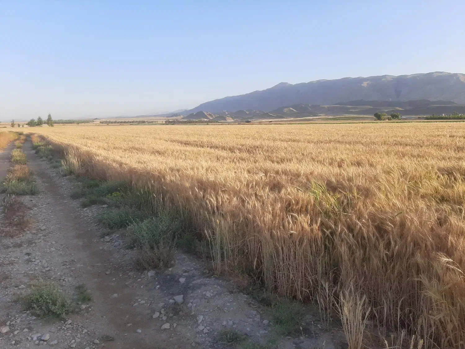 فروش گندم بذری سارنگ|عمدهفروشی|کردیان, |دیوار