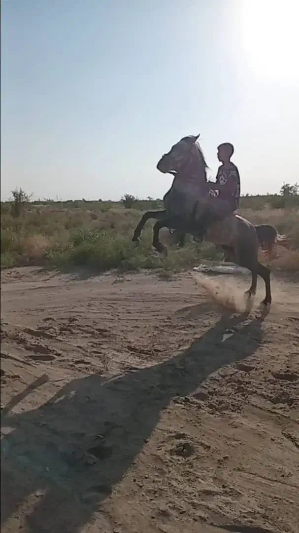 فروش نریان اصیل و استثنایی|اسب و تجهیزات اسبسواری|سیرجان, |دیوار