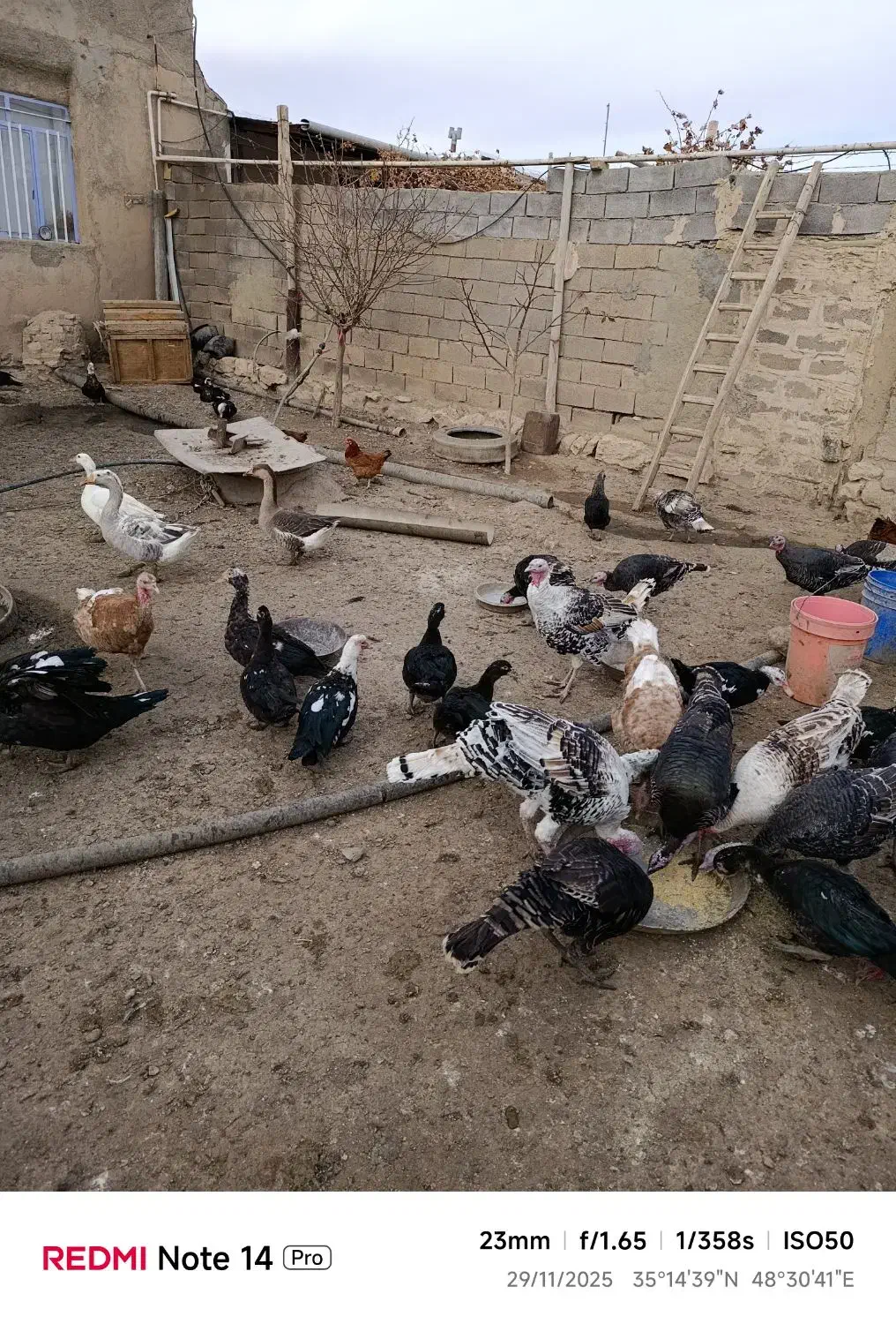 بقلمون نر و ماده خانگی|حیوانات مزرعه|کبودرآهنگ, |دیوار