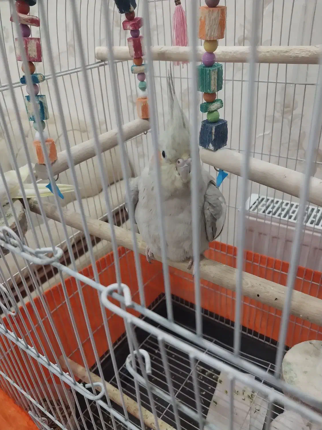 عروس هلندی|پرنده|گلستان (تهران), |دیوار