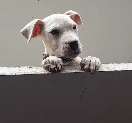 توله ماده دوگو آرژانتین|سگ|لواسان, |دیوار