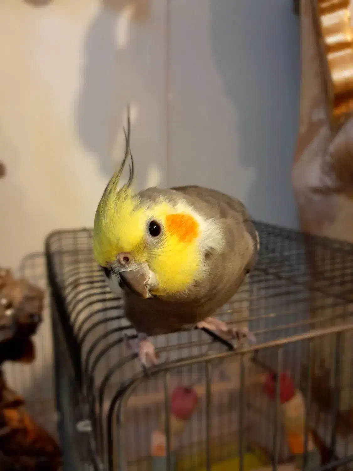 عروس هلندی|پرنده|اصفهان, شاهد|دیوار