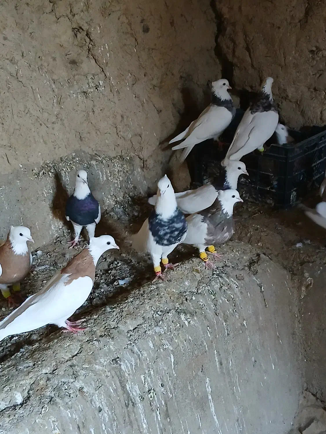 سلام‌.طوقی فروشی هفت‌رنگ‌..و زد پرتغالی|پرنده|آشخانه, |دیوار