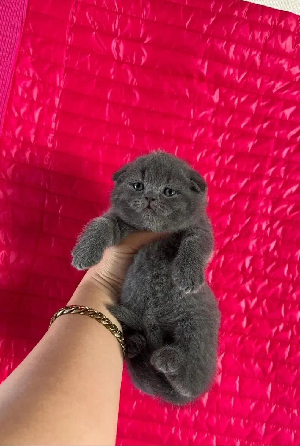 بریتیش و اسکاتیش های( اصیل و استثنایی )|گربه|تبریز, |دیوار