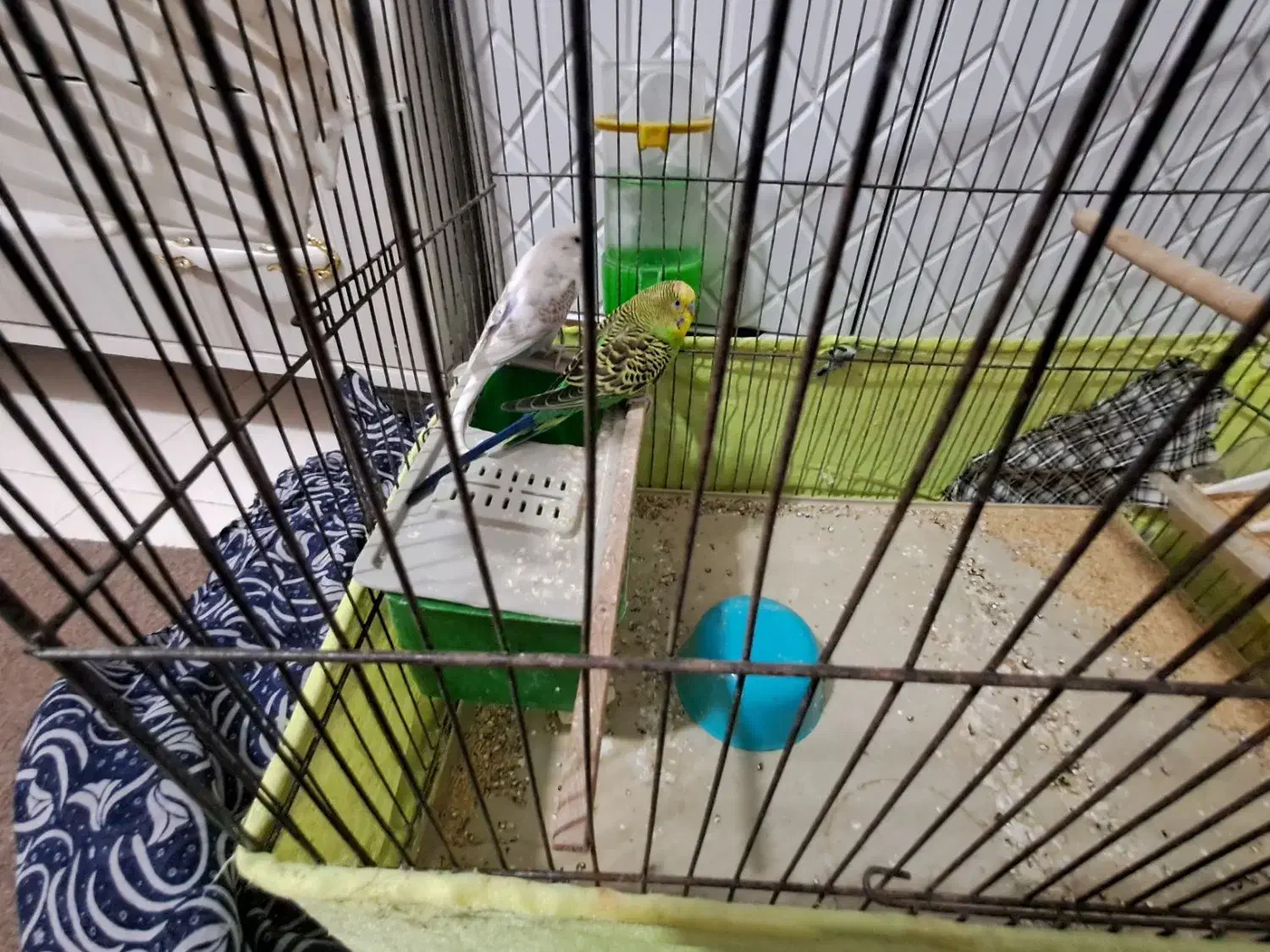 پرنده|پرنده|قرچک, مهدیه|دیوار