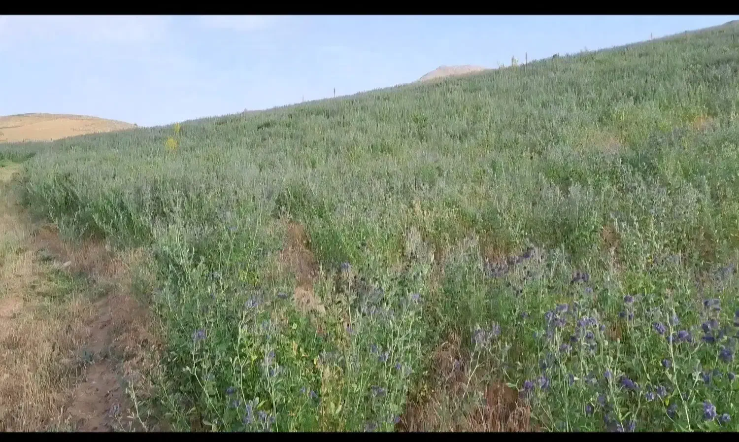 کاه یونجه|عمده‌فروشی|بجنورد, |دیوار