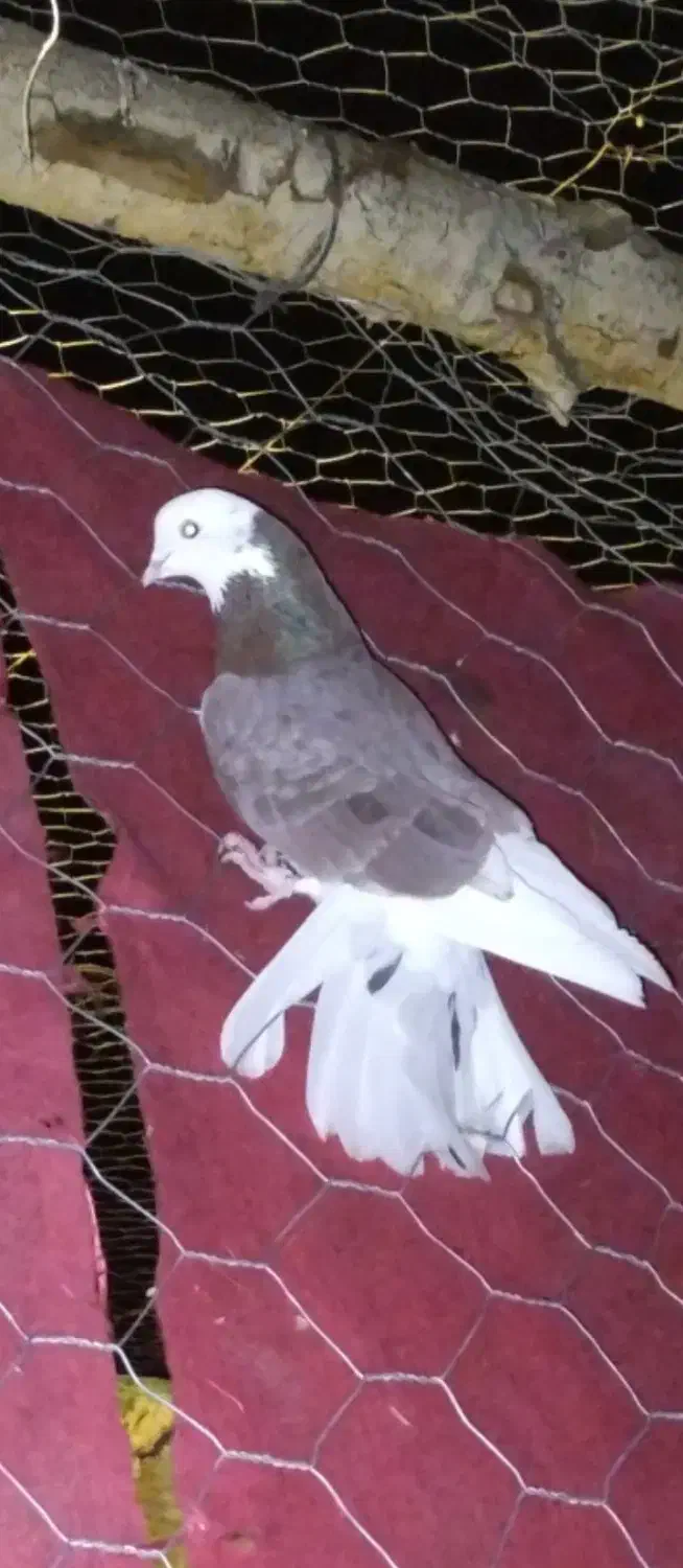 کبوتر پرشی|پرنده|محمدیار, |دیوار