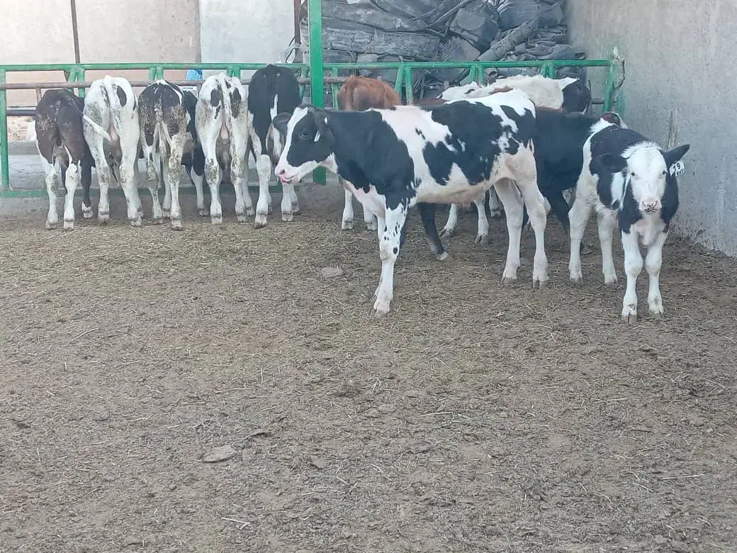 13 راس گوساله نر گاو نر|حیوانات مزرعه|شیراز, بید زرد|دیوار