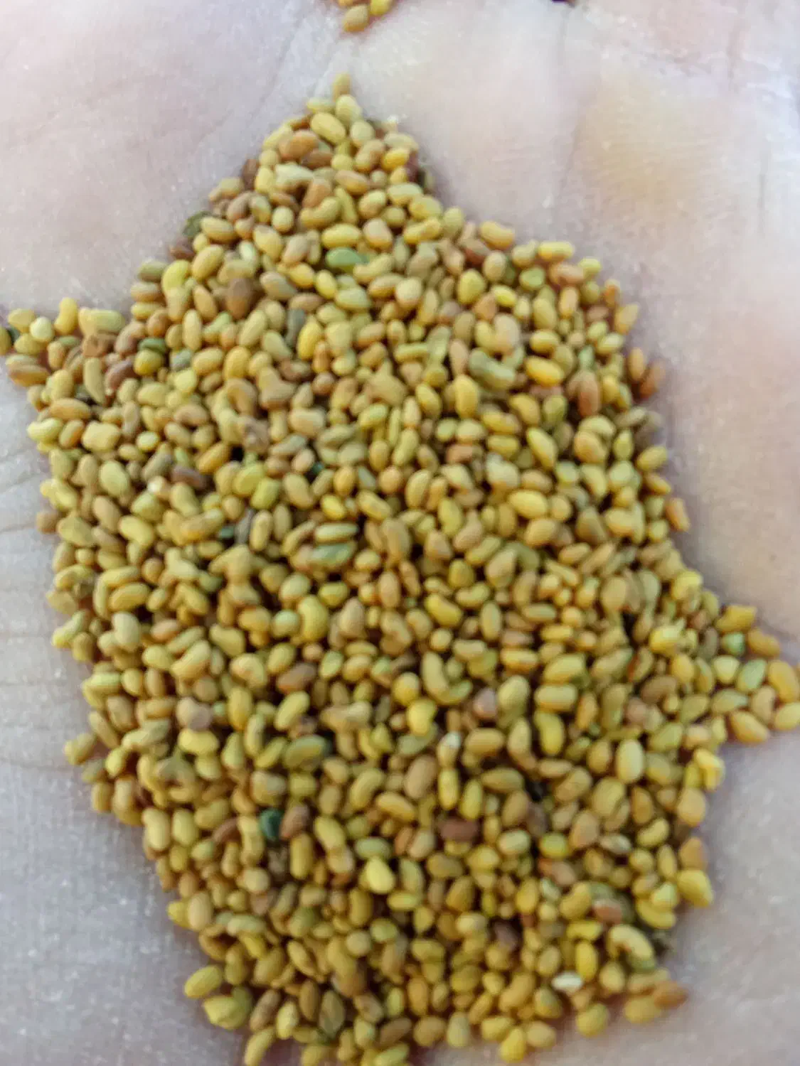 بذررنجربهترین کیفیت|عمده‌فروشی|مرودشت, بیست متری بیمارستان|دیوار