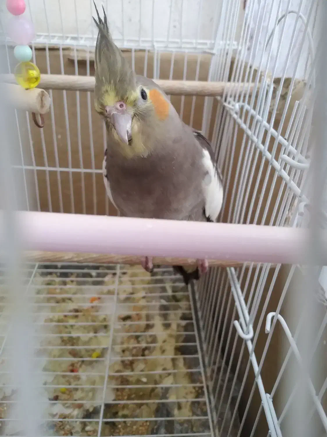 عروس هلندی|پرنده|نورآباد, |دیوار