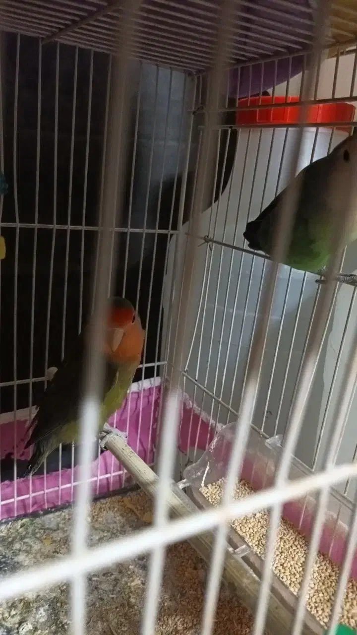 پرنده|پرنده|مشهد, شهرک امام هادی (شهرک غرب)|دیوار