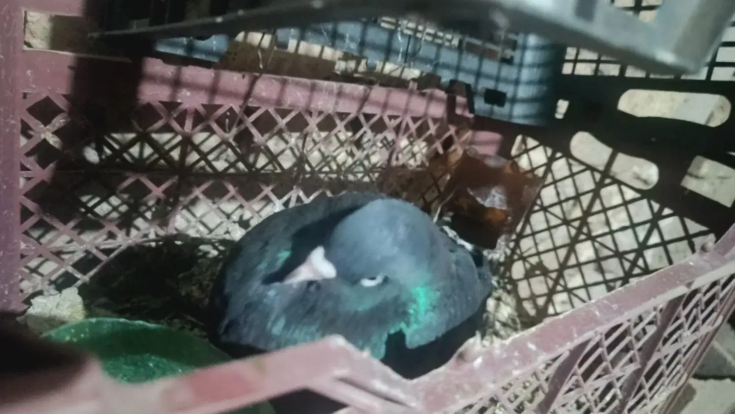 کبوتر|پرنده|یزد, |دیوار