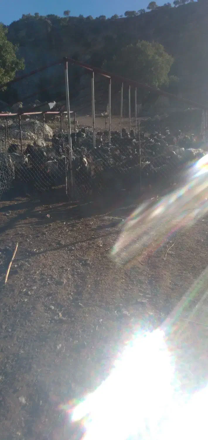 فروش بز|حیوانات مزرعه|سیوان, |دیوار