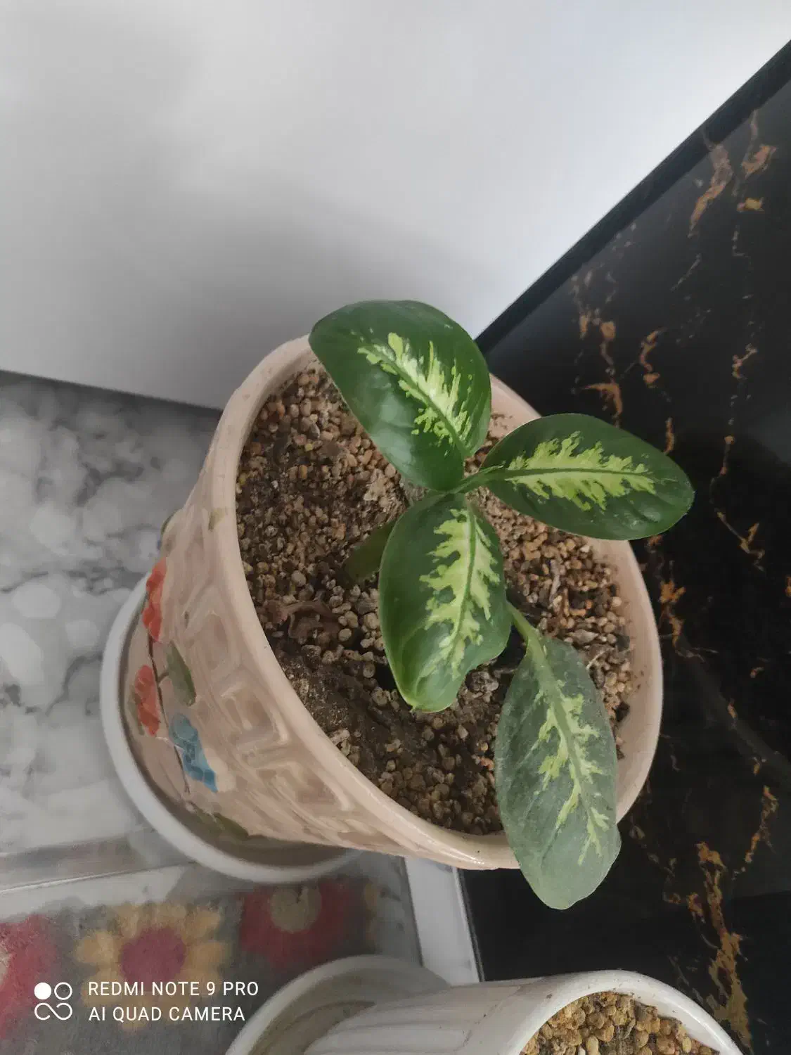 گل وگلدان|گل و گیاه طبیعی|اردکان, |دیوار