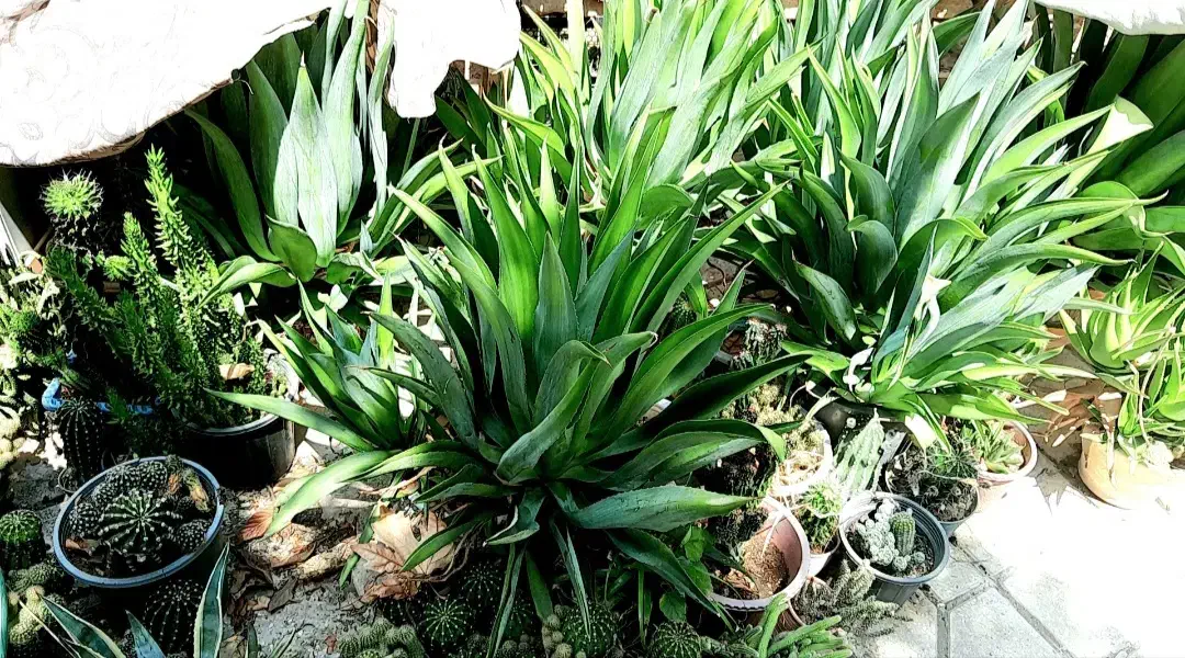 گل های آپارتمانی وکاکتوس های زیبا بفروش میرسد|گل و گیاه طبیعی|زرقان, |دیوار