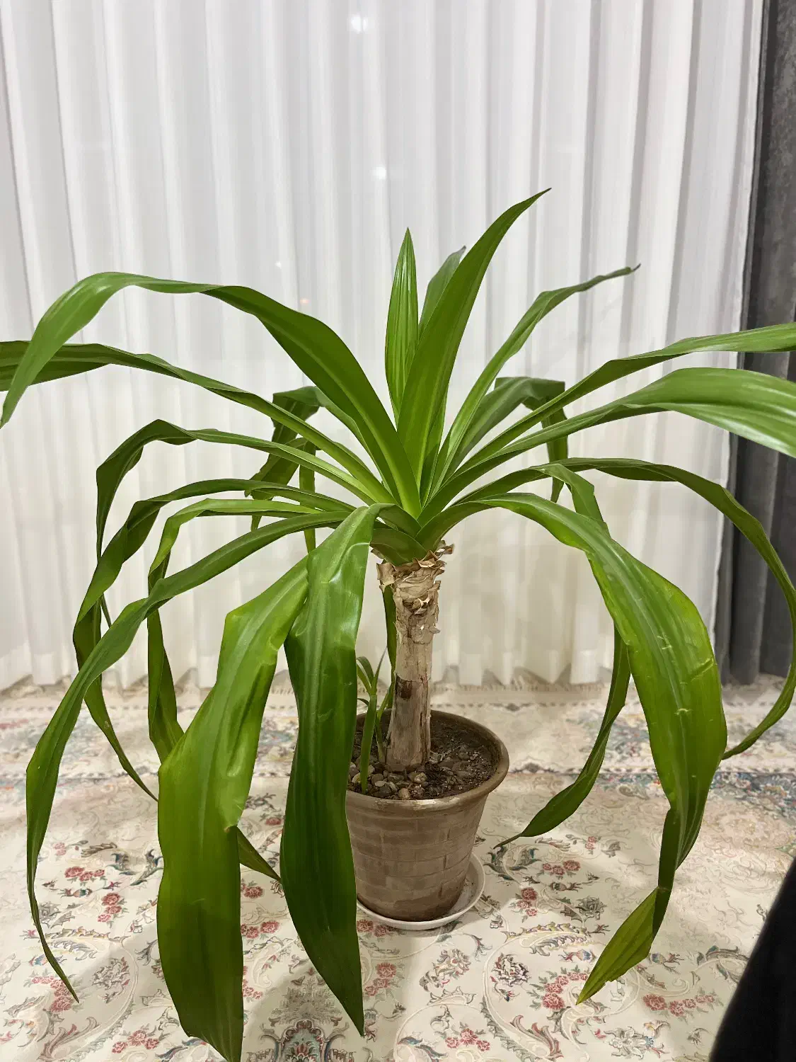 گیاه اشک ملکه ۹ ساله|گل و گیاه طبیعی|پرند, فاز ۶|دیوار