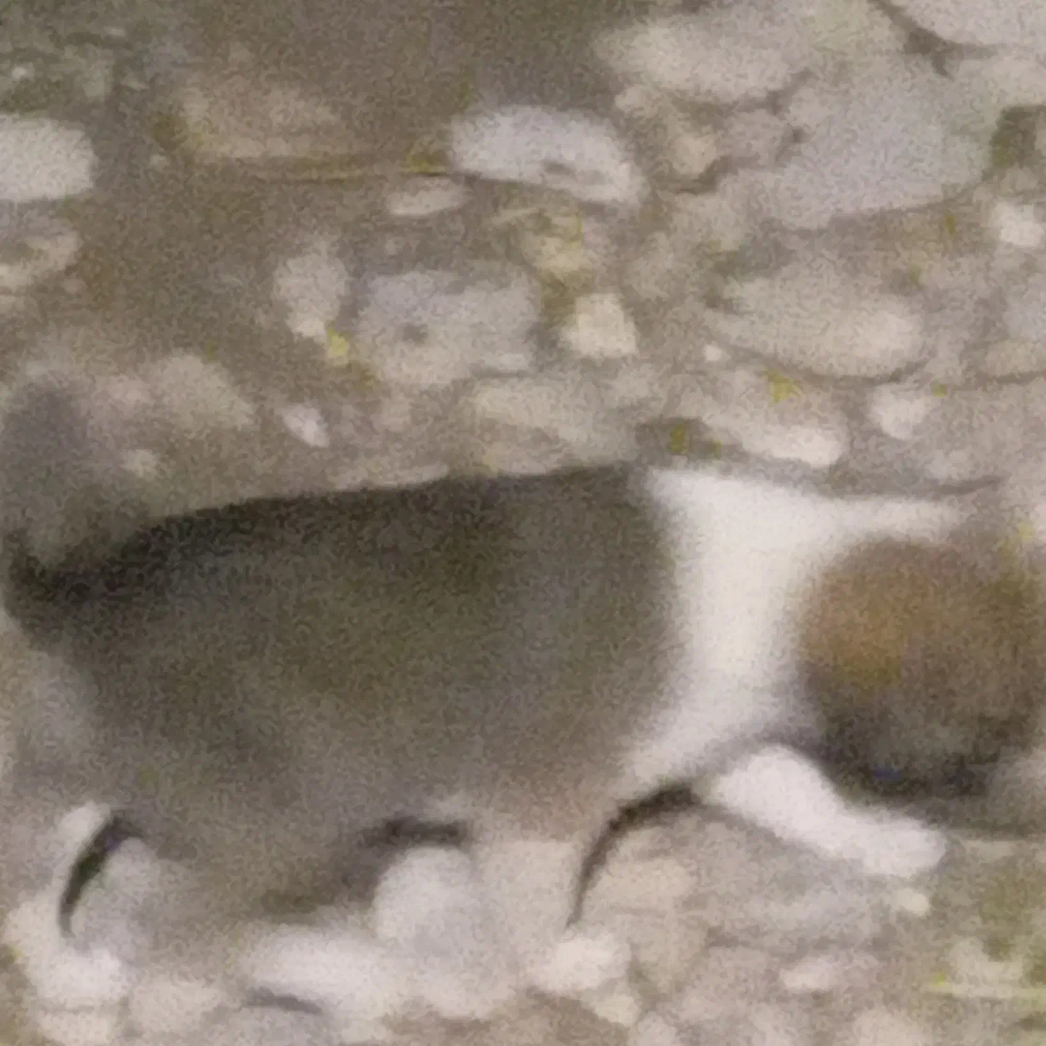 توله‌سگ‌ماده.رایگان|سگ|کلاله, |دیوار