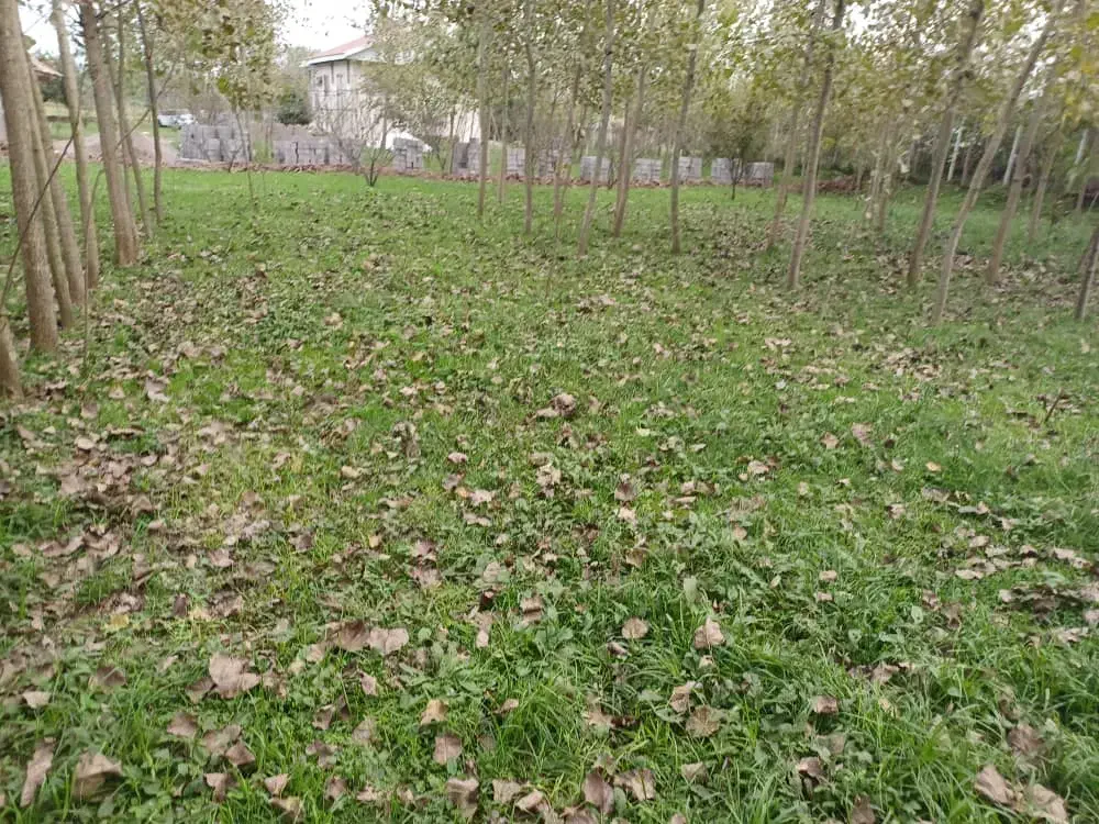 ۲۳۰۰ متر زمین باغی قاضیان سنگر رشت|فروش زمین و ملک کلنگی|سنگر, |دیوار