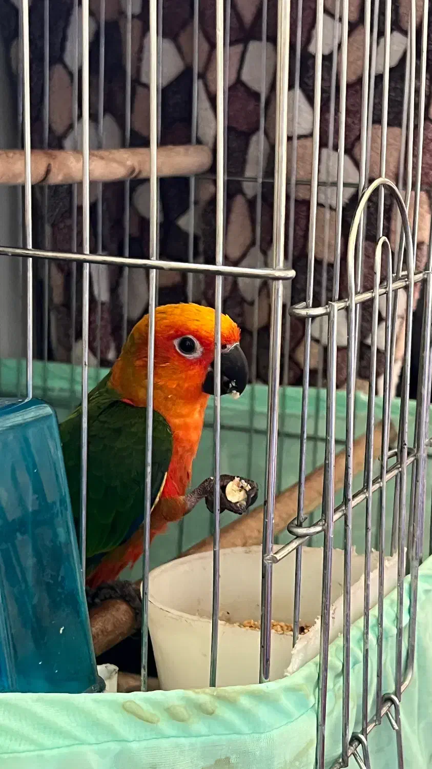 سان کانور خورشیدی|پرنده|اردبیل, |دیوار