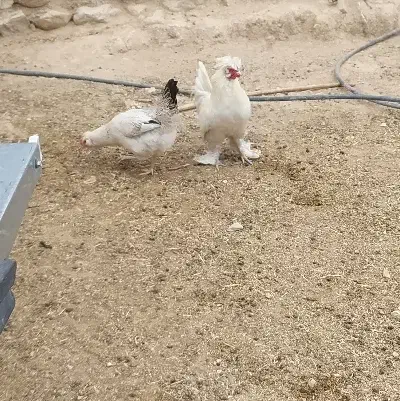 فروش تعدادی مرغ و جوجه بزرگ (جُنگه) قلعه تل|حیوانات مزرعه|ایذه, |دیوار