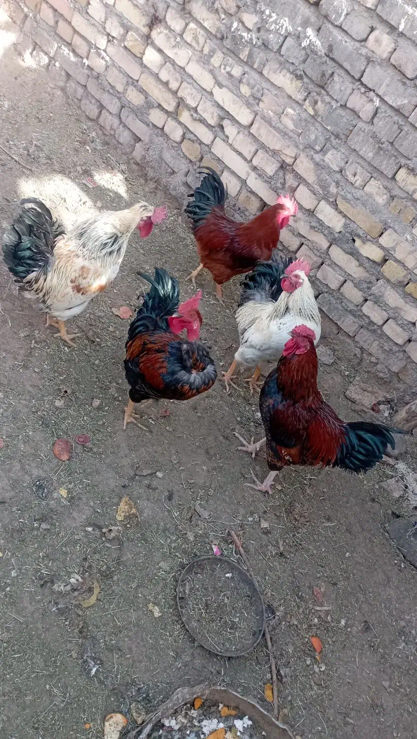 فروش خروس رسمی|حیوانات مزرعه|دلیجان, |دیوار