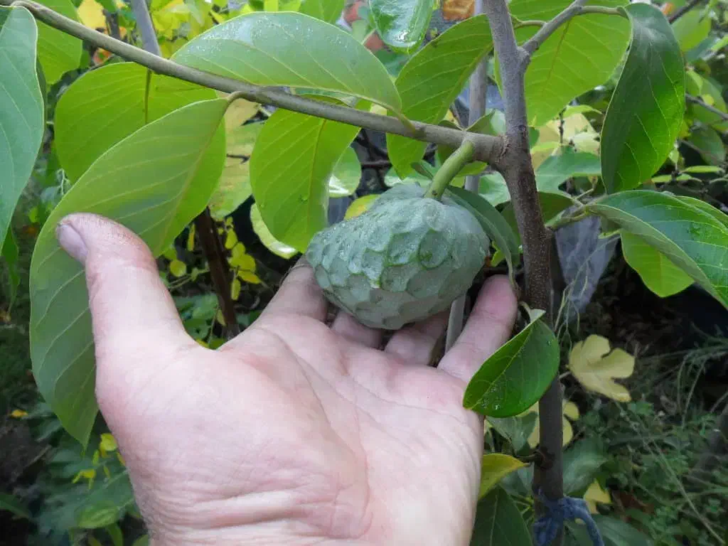 نهال چری مویا|خدمات باغبانی و درختکاری|لاهیجان, آهندان|دیوار