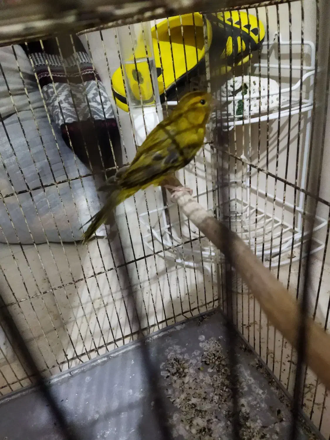 قناری نر سبز بخونه و گلبسر بخون|پرنده|کرمان, |دیوار