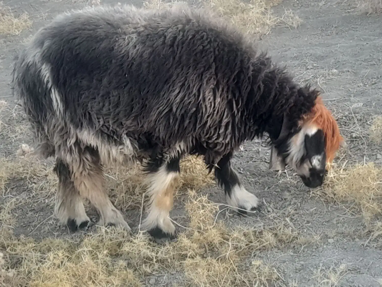 میش .بره .|حیوانات مزرعه|اردل, |دیوار