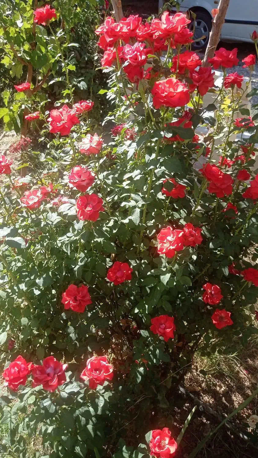 خانه ویلایی اجاره ای درسراب قلعه شاهین|اجارهٔ خانه و ویلا|قلعه شاهین, |دیوار