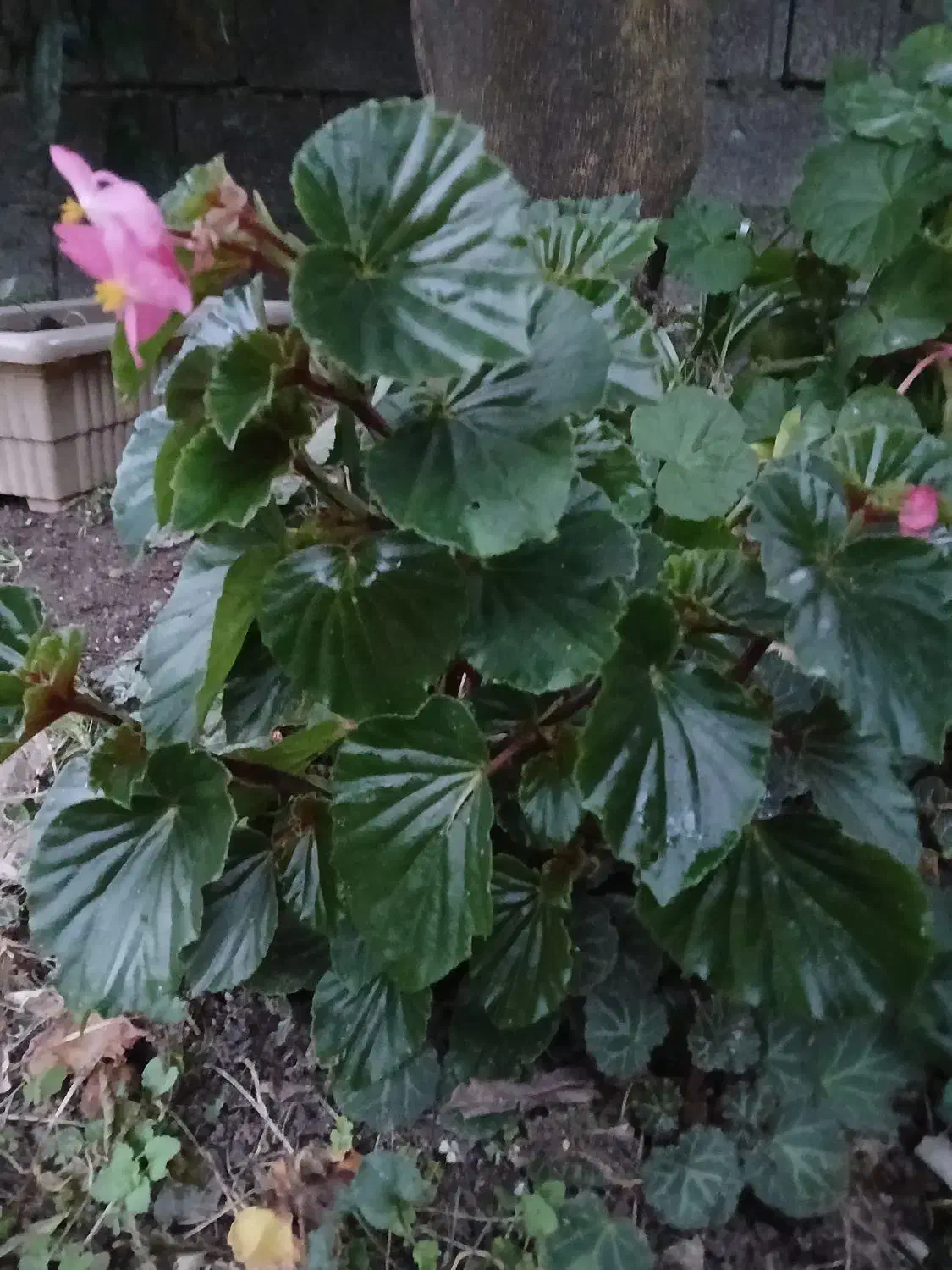 گلهای آپارتمانی|گل و گیاه طبیعی|اسالم, |دیوار