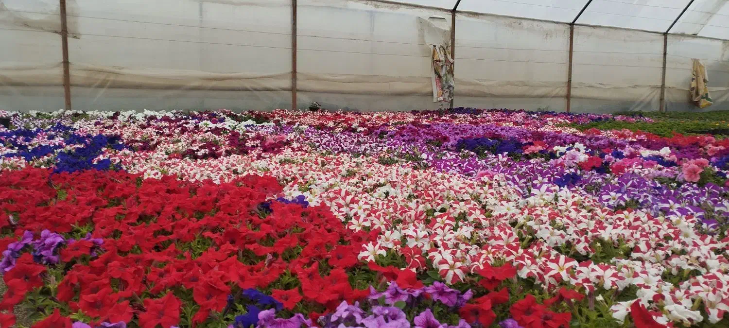 گل گیاه|گل و گیاه طبیعی|پاکدشت, پاکدشت (مامازند)|دیوار