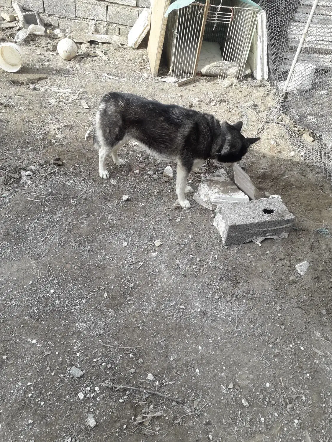 سگ هاسکی|سگ|محمدشهر, محمدشهر|دیوار