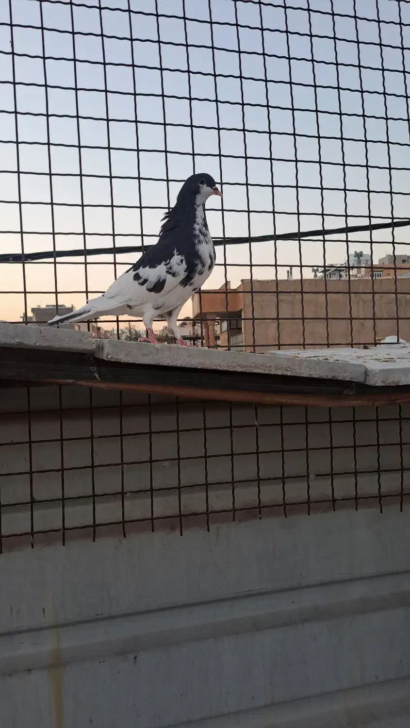 سه تا ماده شهری بی عیب|پرنده|شیراز, شهرک مفتح|دیوار