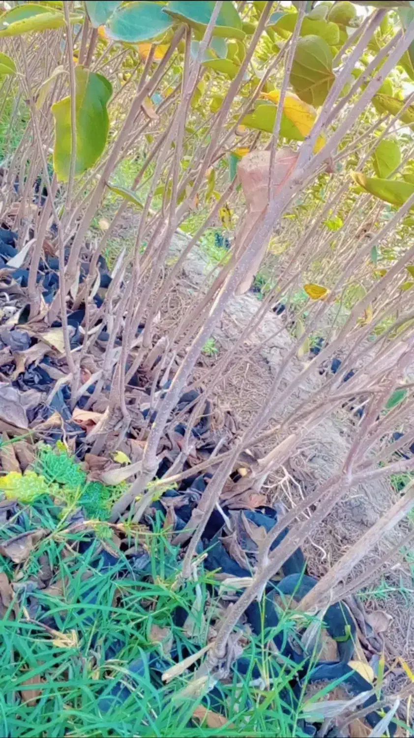 نهال نمونه|حراج|قزوین, |دیوار