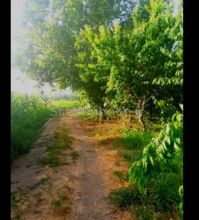 باغ بر اصلی کورو بسطام|فروش زمین و ملک کلنگی|بسطام, |دیوار