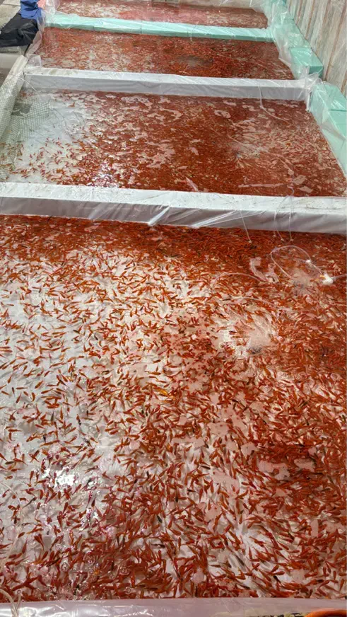 ماهی عید|ماهی|تبریز, |دیوار