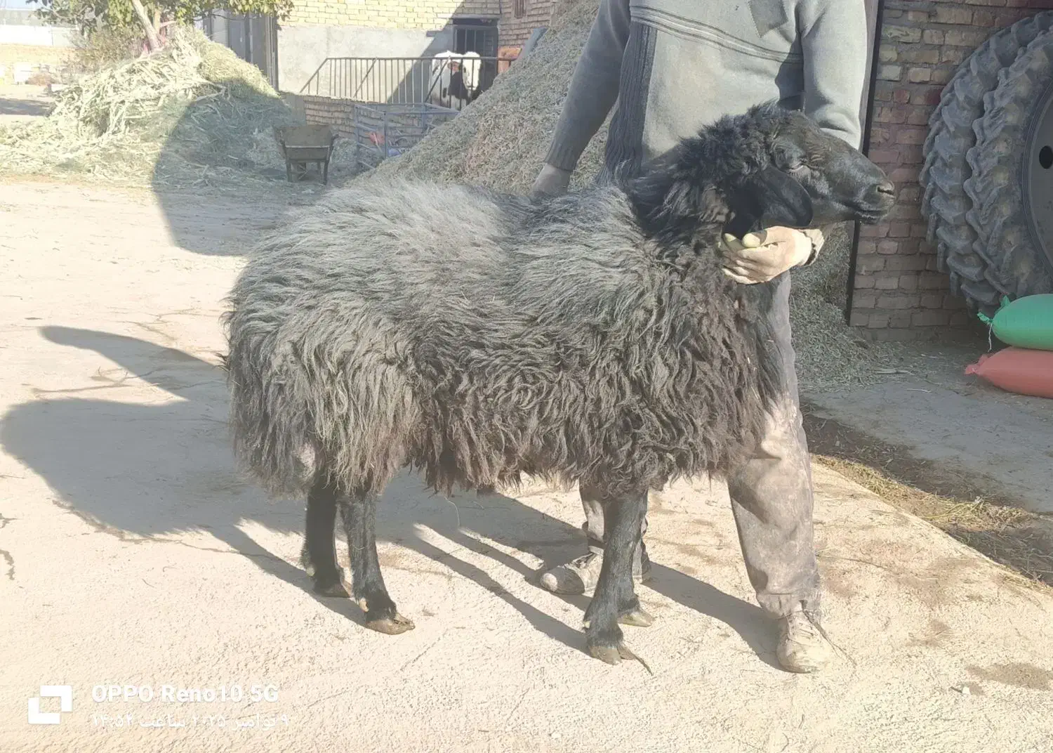 فروش قوچ هترو|حیوانات مزرعه|دوتپه, |دیوار