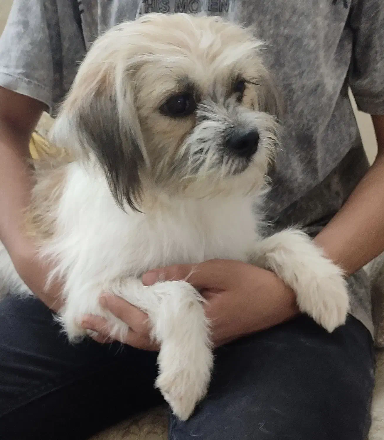 سگ اپارتمانی|سگ|قم, زنبیل آباد|دیوار