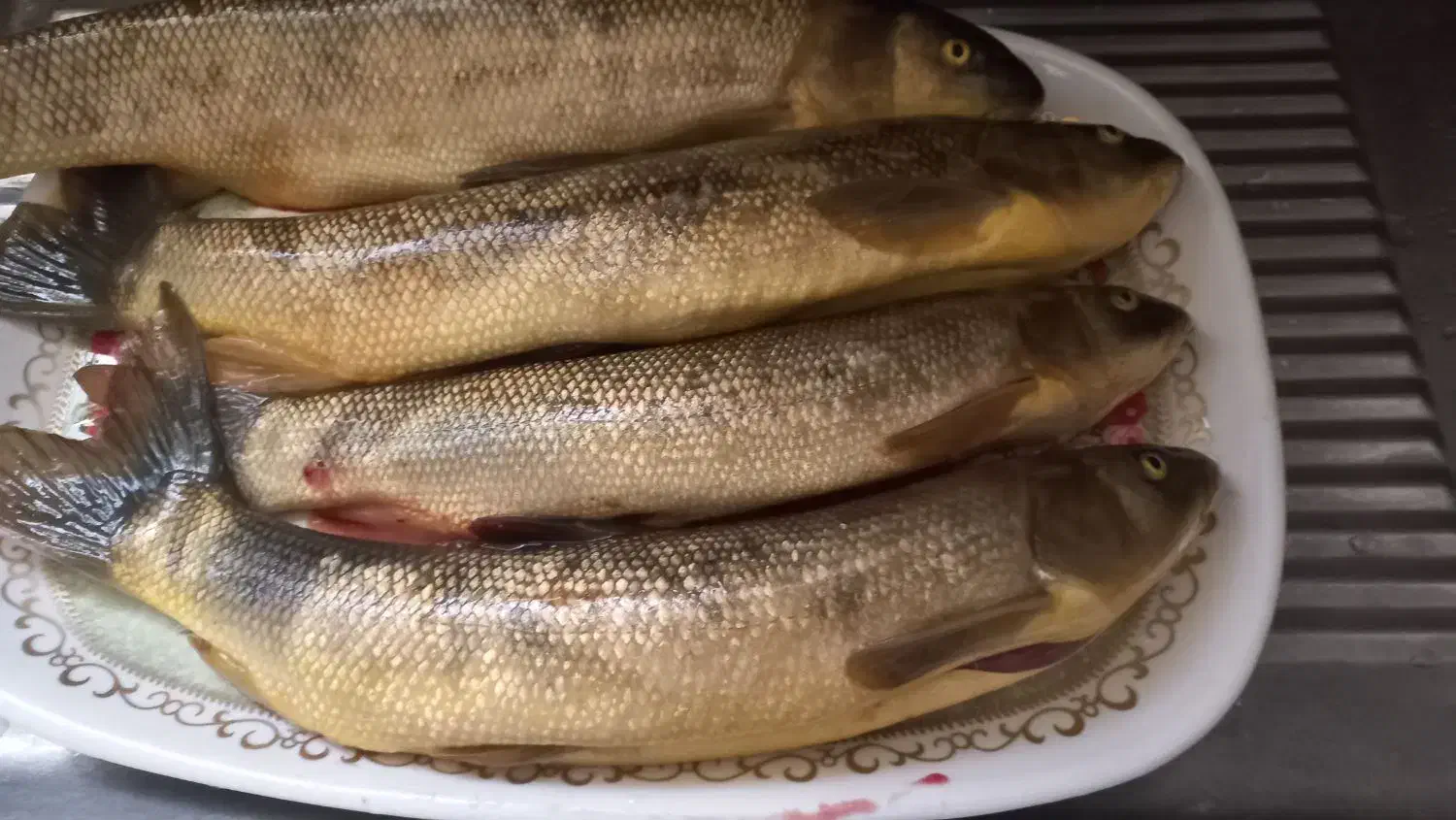 ماهی تازه|ماهی|نجف‌آباد, فیروزآباد|دیوار